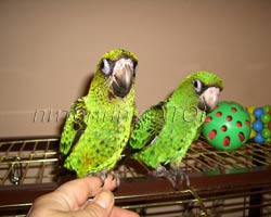 Птенцы Конголезского попугая