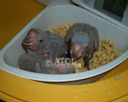 птенцы конголезского попугая и черноголового каика