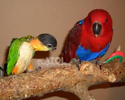птенцы черноголового каика и благородного попугая