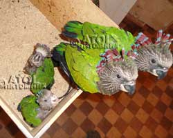 Птенцы веерного попугая