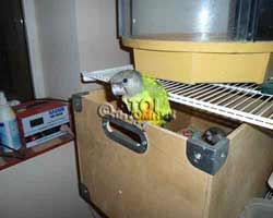  Птенцы сенегальского попугая