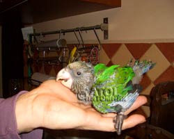 птенцы веерного попугая
