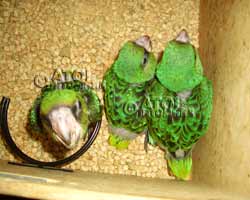 птенцы конголезского попугая