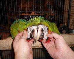 Ары Арлекины (мама зеленокрылая ара, папа сине-желтый ара) жако
