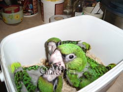 Птенцы Конголезского попугая