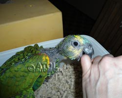 Синелобый амазон