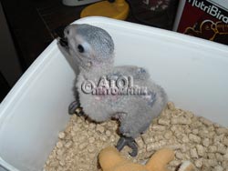 Птенцы Краснохвостого Жако