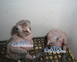 Птенцы черноголового каика