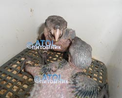 ������ �������������� ����